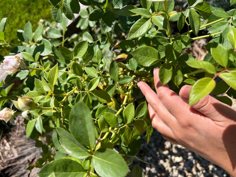 New Growth From The Base Signals Possible Recovery