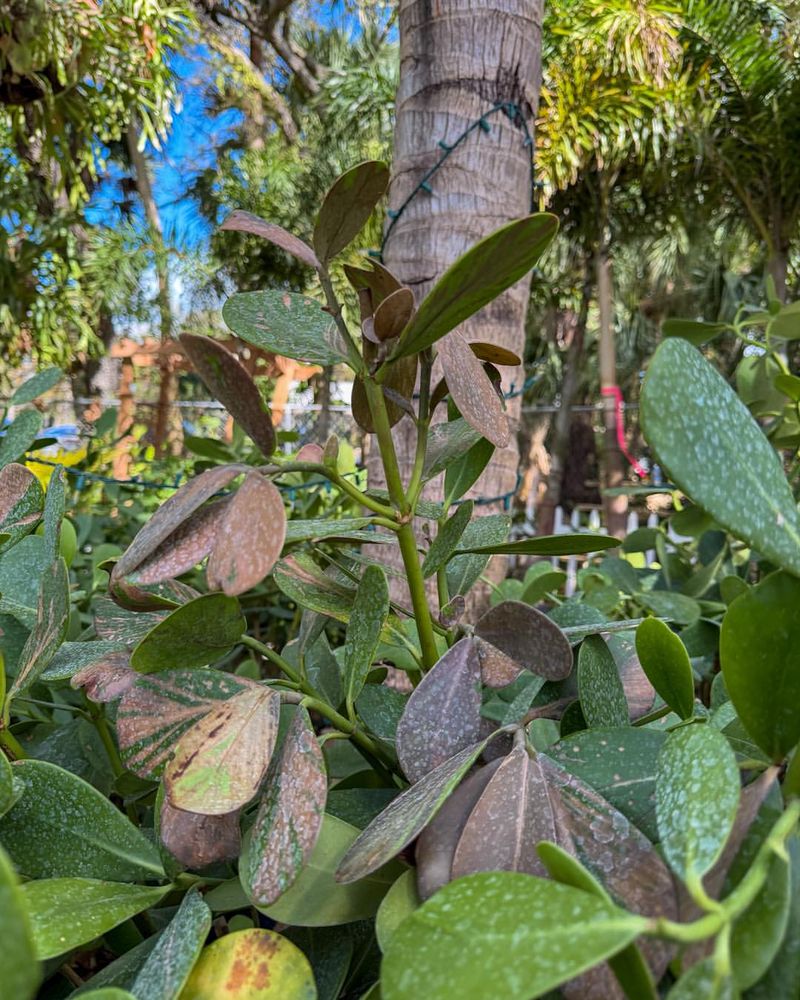 New Growth At The Base Signals Possible Recovery