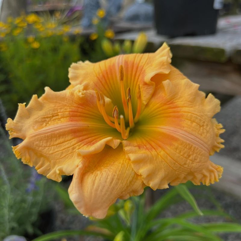 Daylilies