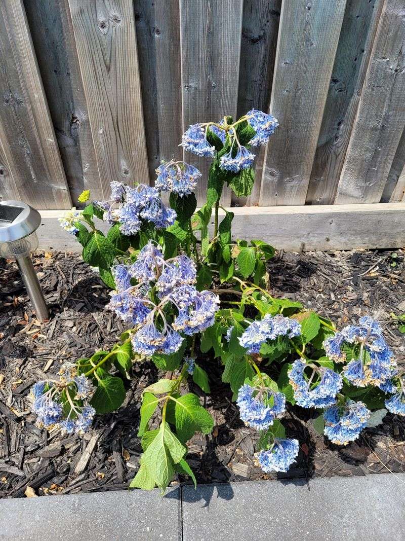 Blue Hydrangea (Bigleaf Hydrangea)