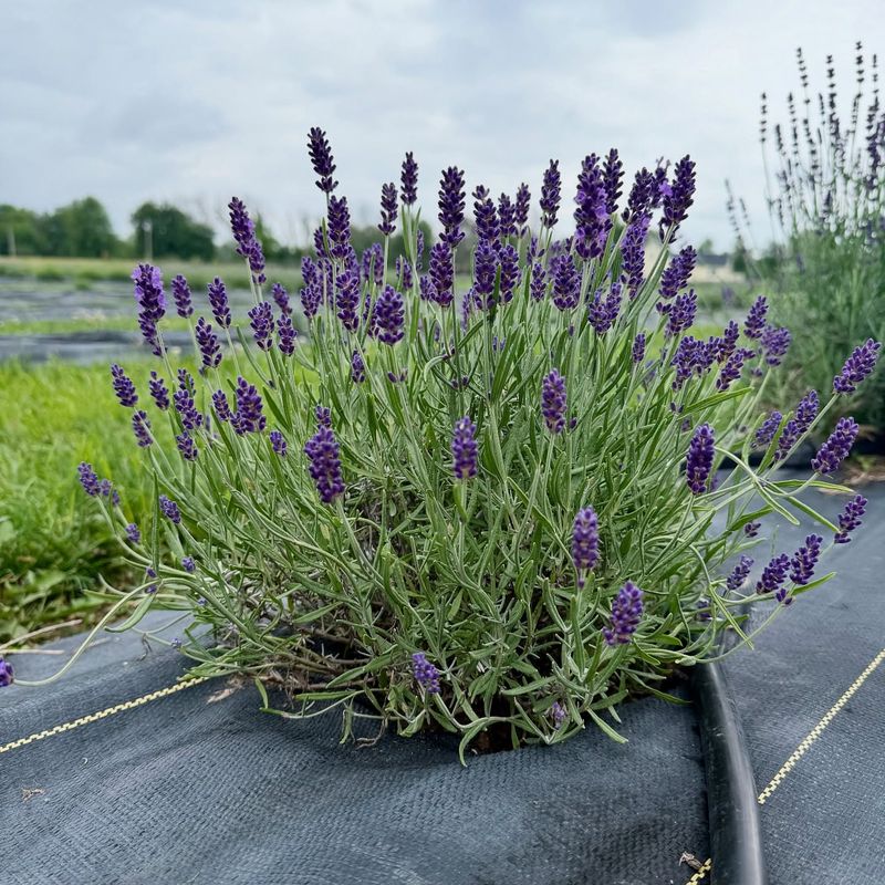 Lavender (English Types)