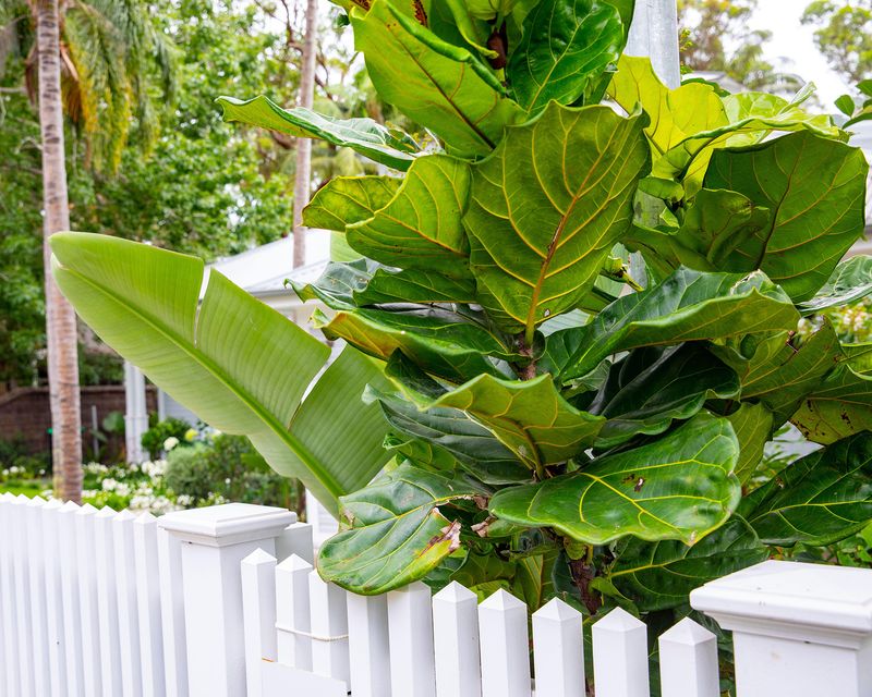Fiddle Leaf Fig