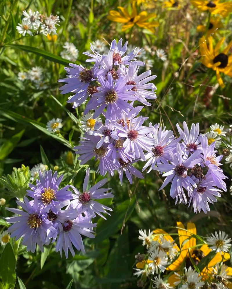 Smooth Blue Aster Keeps The Yard Busy Later