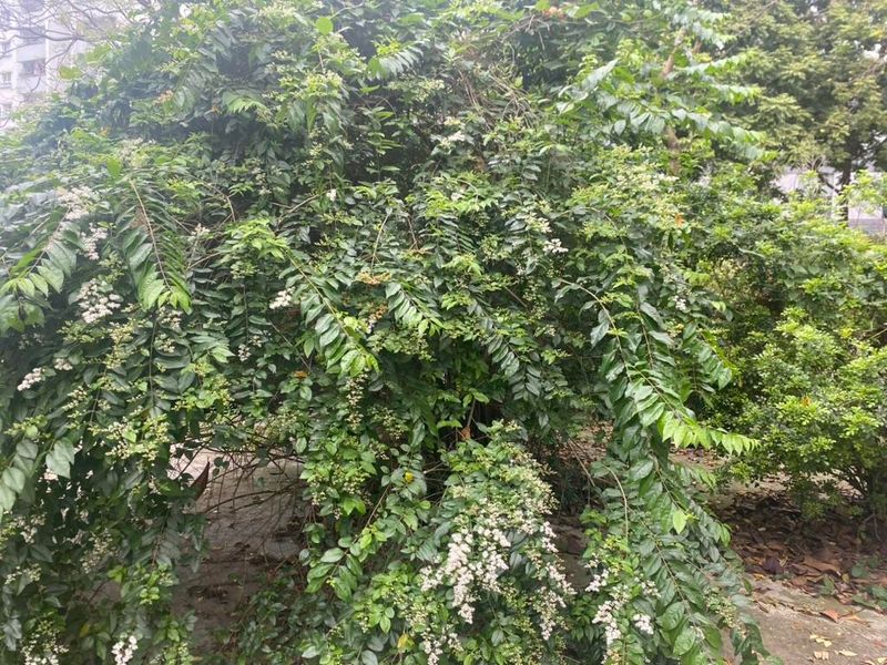 Birds Spread Seeds Into Nearby Natural Areas