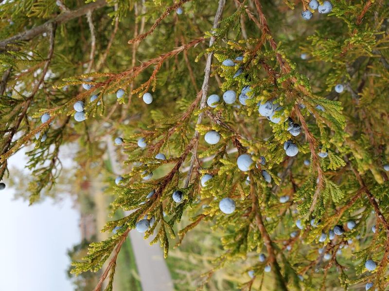 Native Adaptation Helps It Thrive In Ohio Conditions