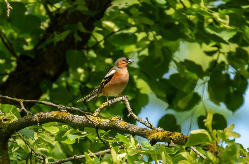 Quiet Spaces Give Birds A Better Chance To Nest Successfully