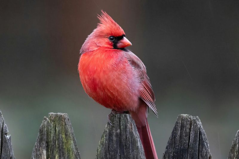 A Symbol Of Hope And Seasonal Renewal