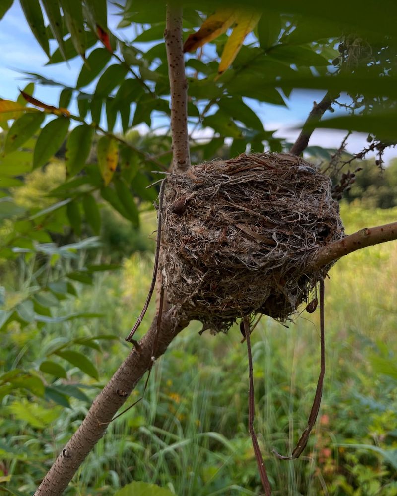 Secure Nesting Spots In Branches, Cavities, And Boxes