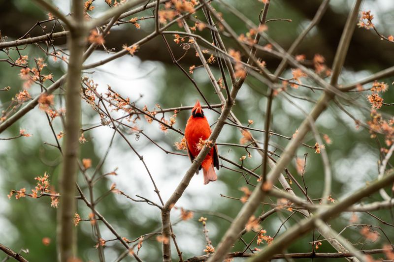 Low Shrub Branches Become Spring Singing Perches