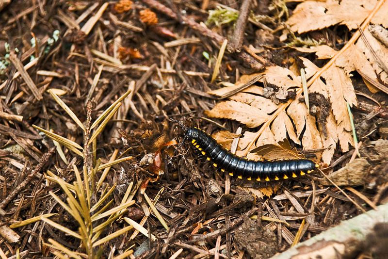 Leaf Litter And Garden Debris Provide Habitat For Insects