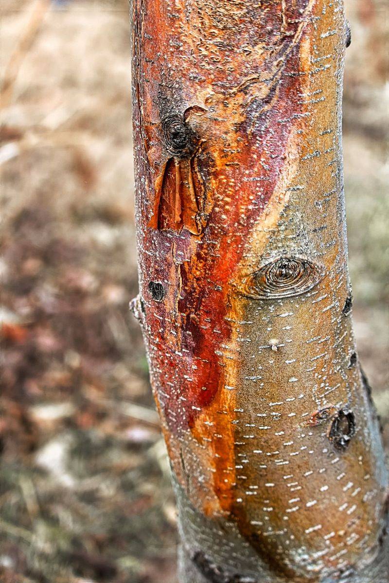 Sunscald Or Bark Stress On Suddenly Exposed Branches