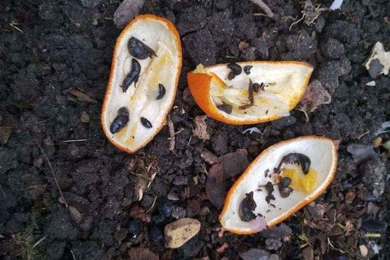 Use Peels As Slug Traps