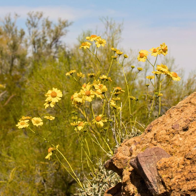Desert Marigold Germinates In Spring Heat