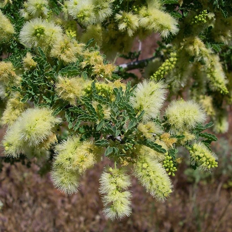 Catclaw Acacia Grows Tough With A Natural Form