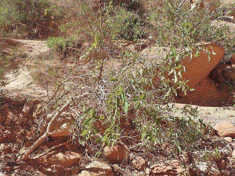 Netleaf Hackberry Handles Poor Soil Without Struggle