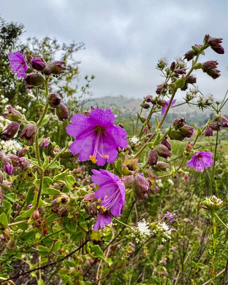 Desert Wishbone Bush