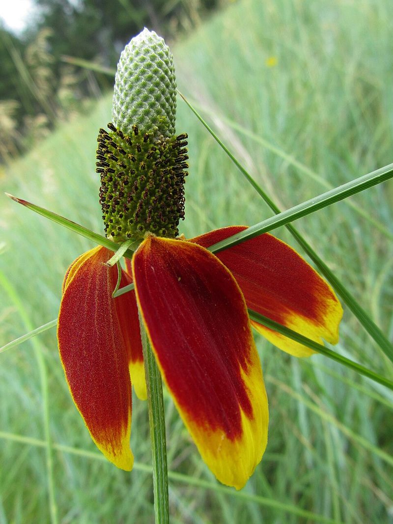 Mexican Hat Stands Out In Sunny Open Spaces
