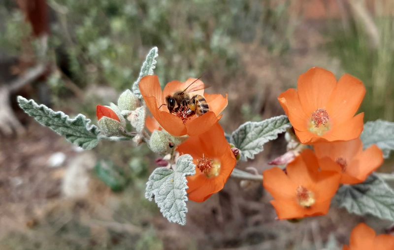 Globe Mallow Supports Pollinators In Dry Conditions