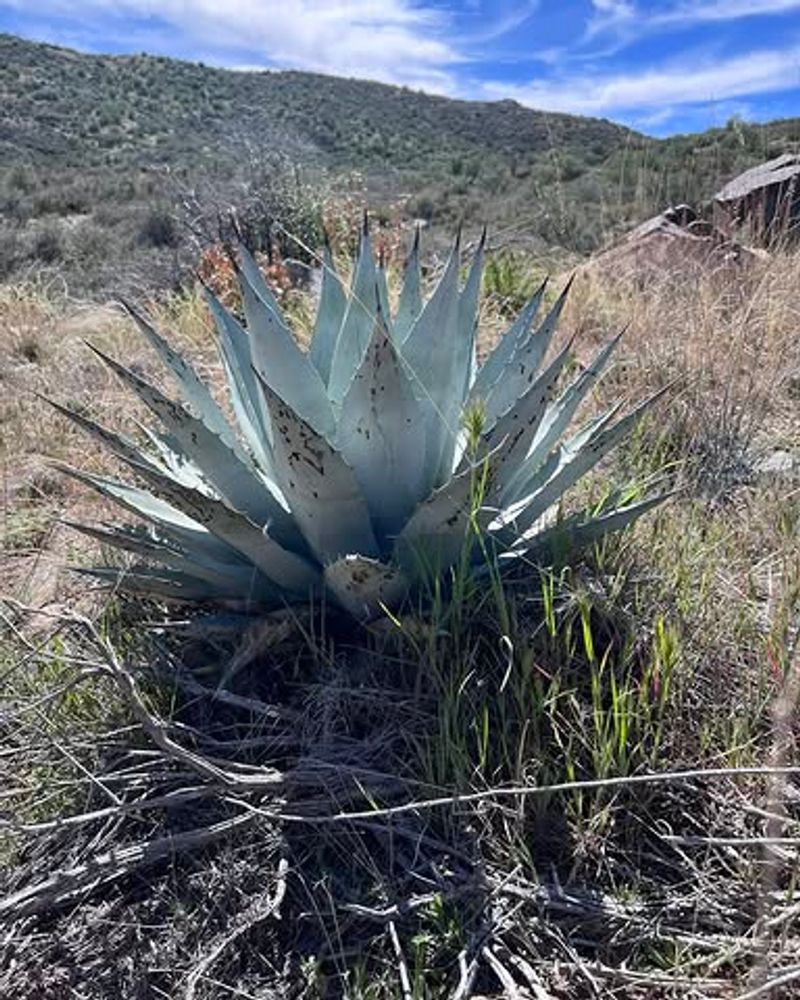 Parry's Agave Stores Water And Survives Long Dry Periods