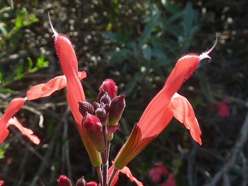 Autumn Sage Produces Long-Lasting Flowers That Hummingbirds Love