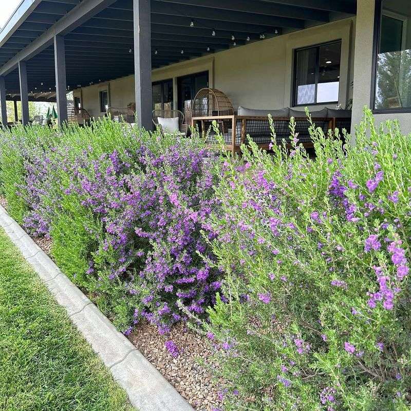 Texas Sage Responds Well To Heat And Occasional Rain