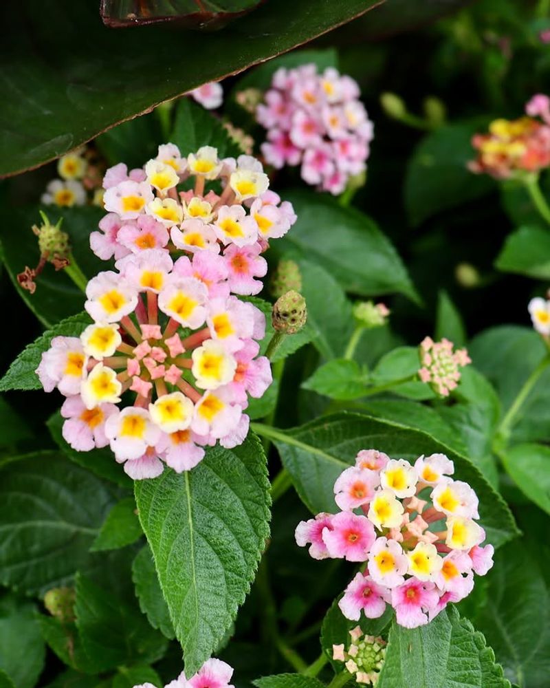 Lantana Blooms Constantly With Minimal Water