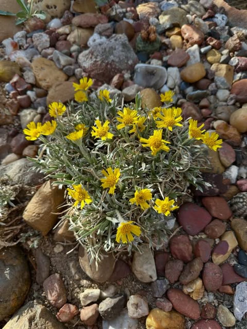 Angelita Daisy Covers Bare Soil Without Taking Over