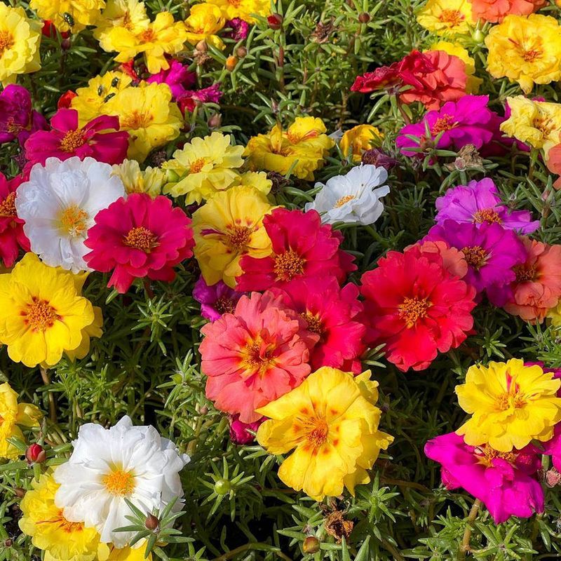 Portulaca Spreads Bright Blooms Across Hot Soil