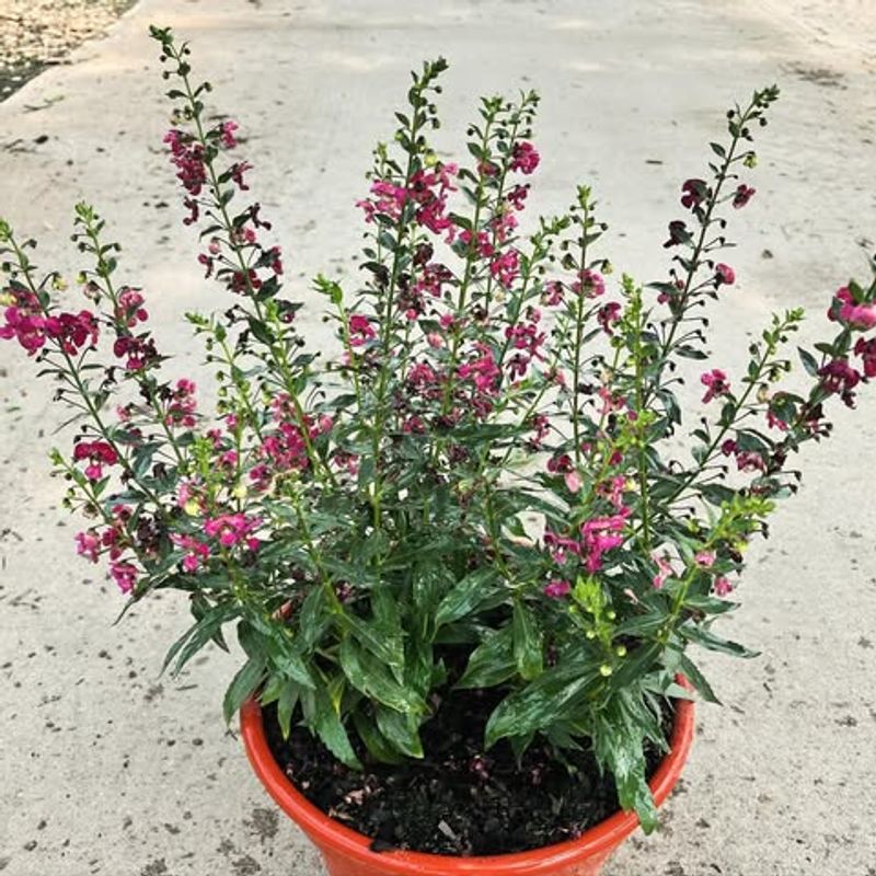 Angelonia Performs Well Even With Heat From Concrete