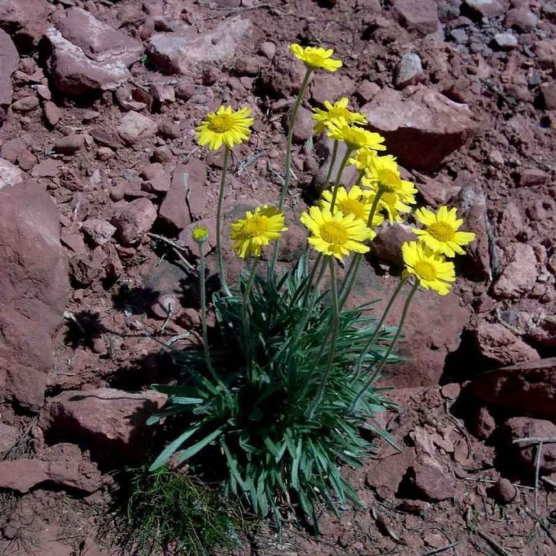 Angelita Daisy Stays Strong In Dry Radiating Border Areas