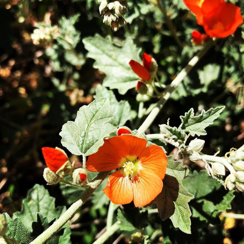 Globe Mallow Handles Harsh Soil And Keeps Producing Color