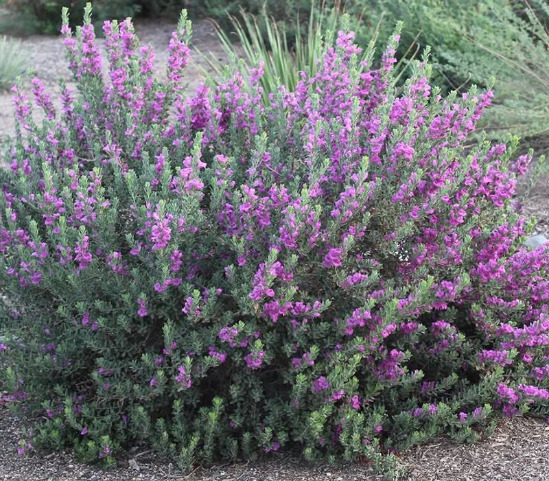 Texas Sage Should Not Be Fertilized In Late Spring