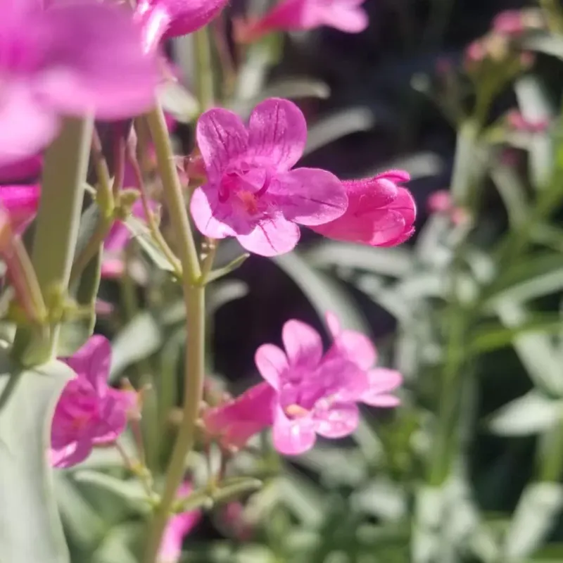 Parry’s Penstemon Supporting Early Pollinators