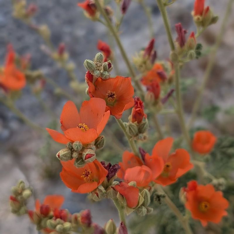 Desert Mallow