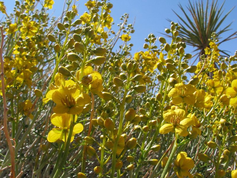 Desert Senna Grows As A Perennial Shrub From Seed