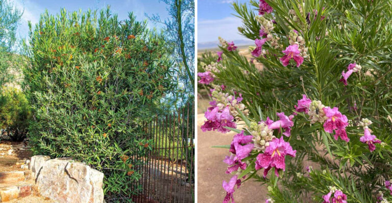 Desert Native Plants Arizona Homeowners Are Choosing Instead Of Oleander