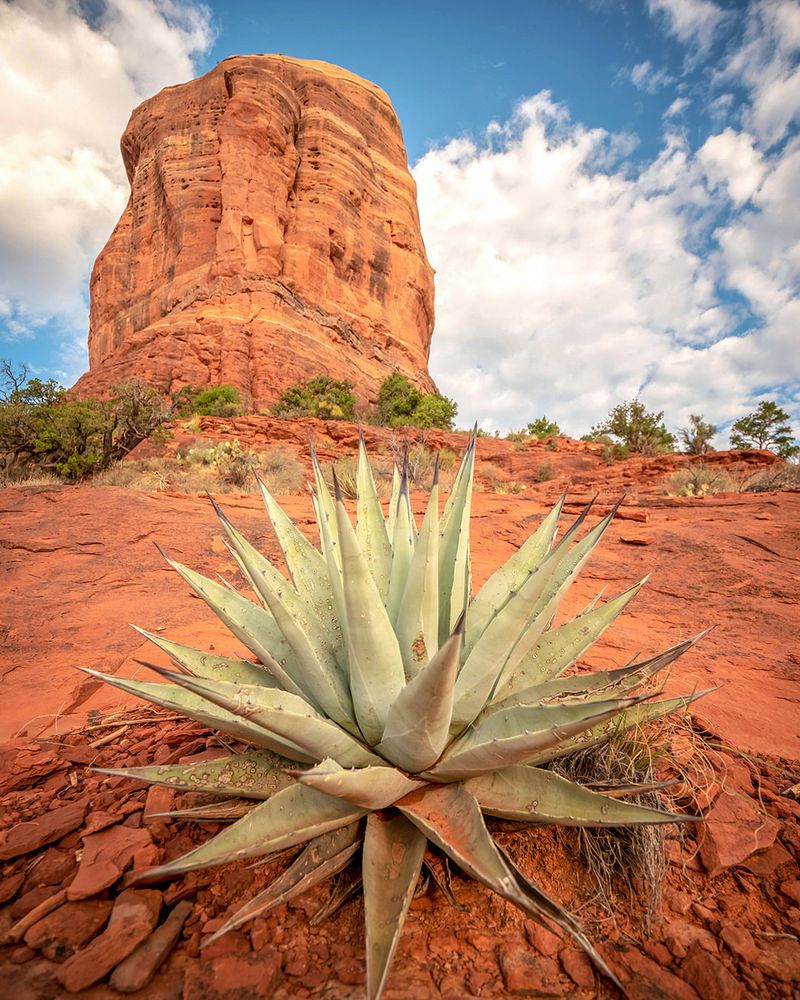 Agave Built For Heat And Drought