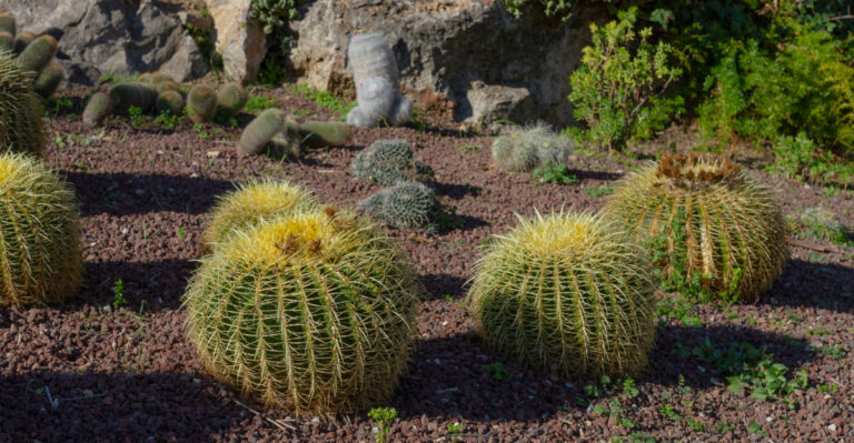 Desert Plants To Get In The Ground In April Before Arizona Temps Spike