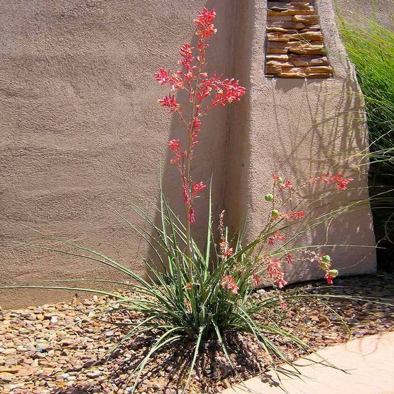 Red Yucca Benefits From Removing Old Flower Stalks