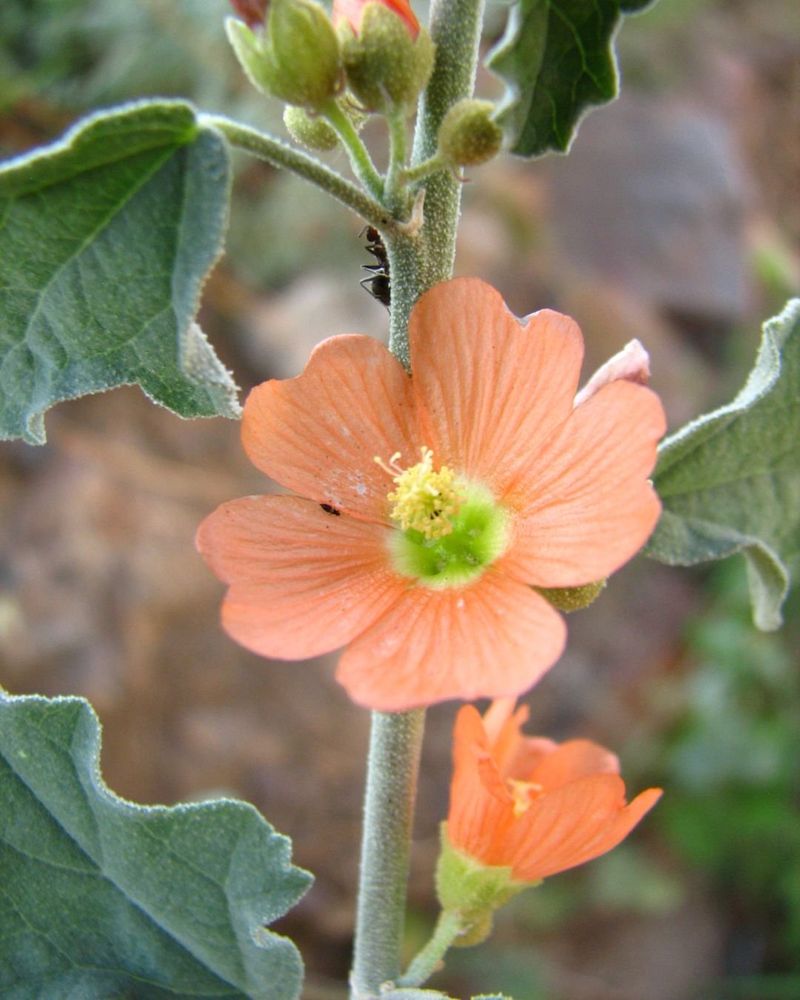 Globe Mallow Thrives In Poor Soil And Fills Gaps