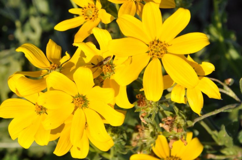 Engelmann Daisy Establishes In Spring Conditions