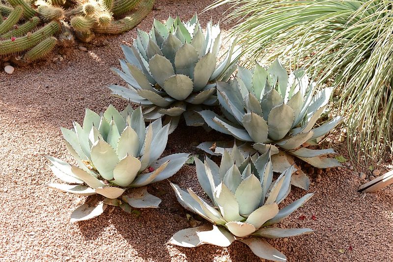 Parry Agave Forms A Compact Rosette In Dry Conditions
