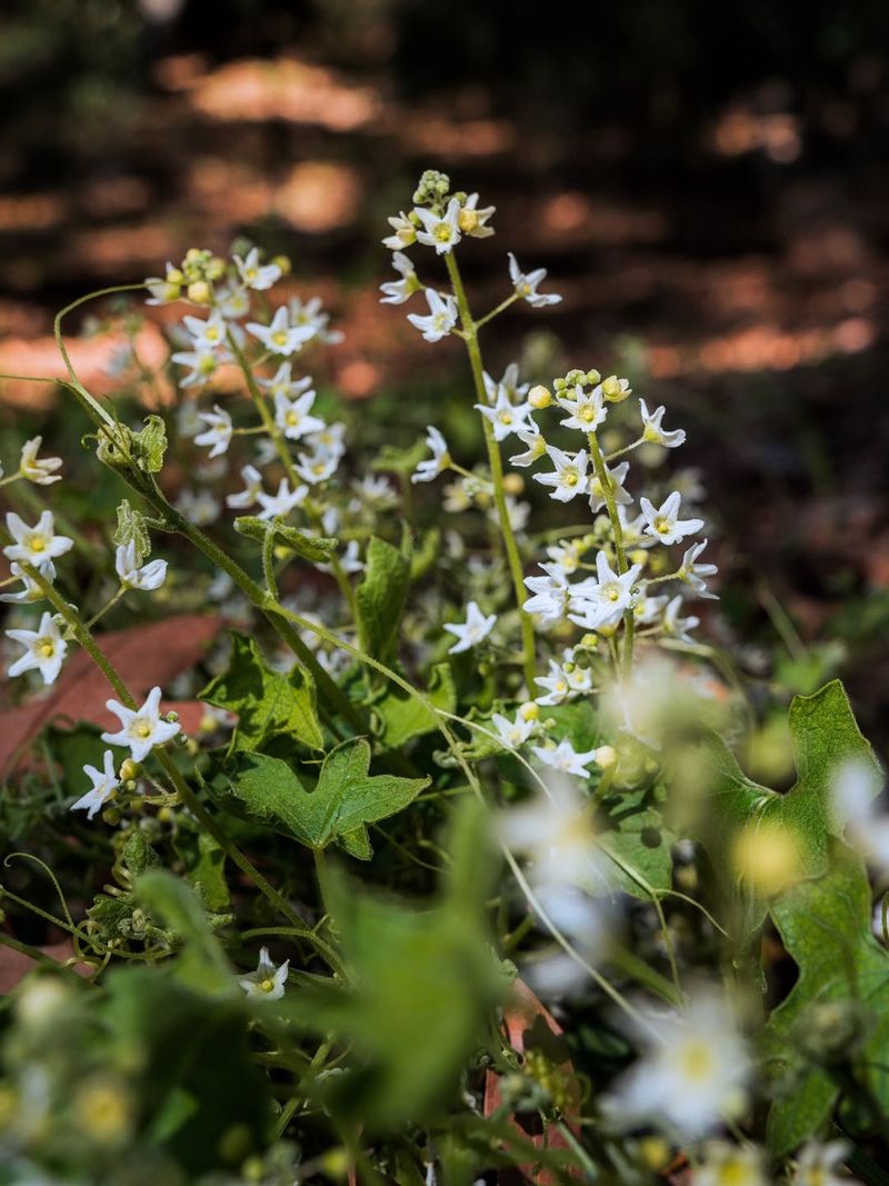 California Wild Cucumber