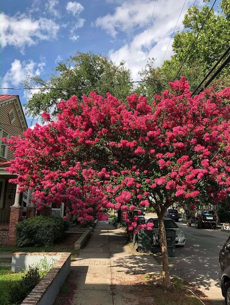 Crape Myrtle