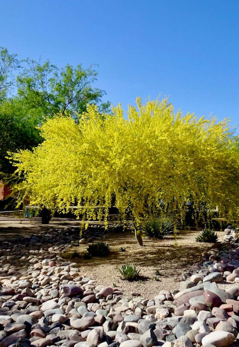 Blue Palo Verde Brightens Yards With Spring Blooms
