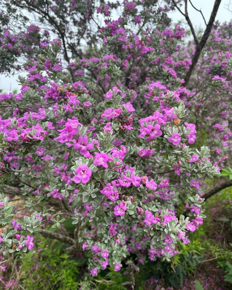 Cenizo / Texas Sage (Leucophyllum Frutescens)