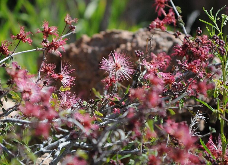 Fairy Duster Adds Fluffy Red Flowers That Attract Birds And Bees