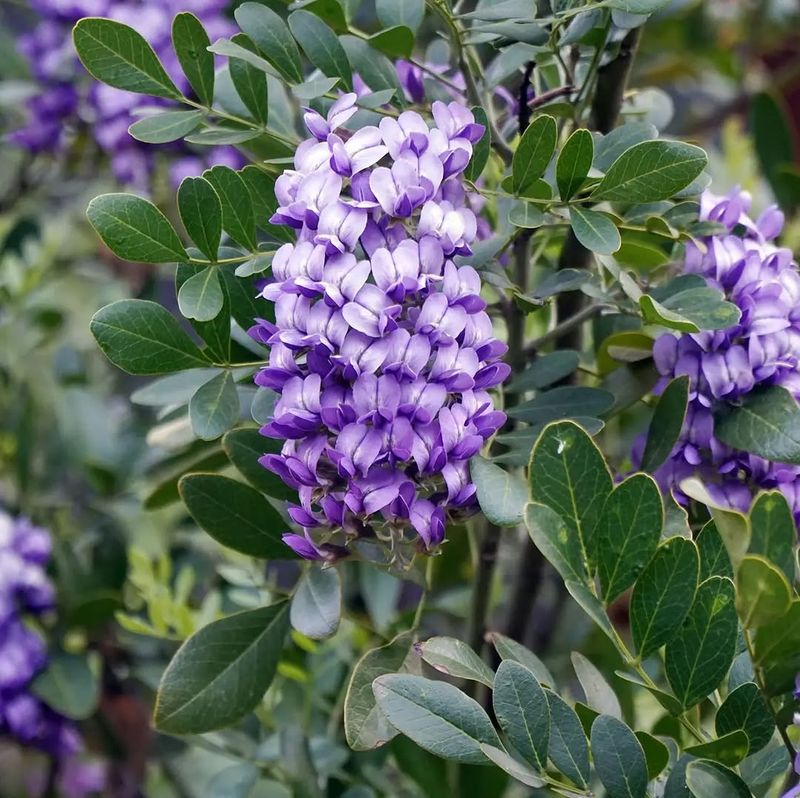 Texas Mountain Laurel Handles Early Growth In Warm Conditions