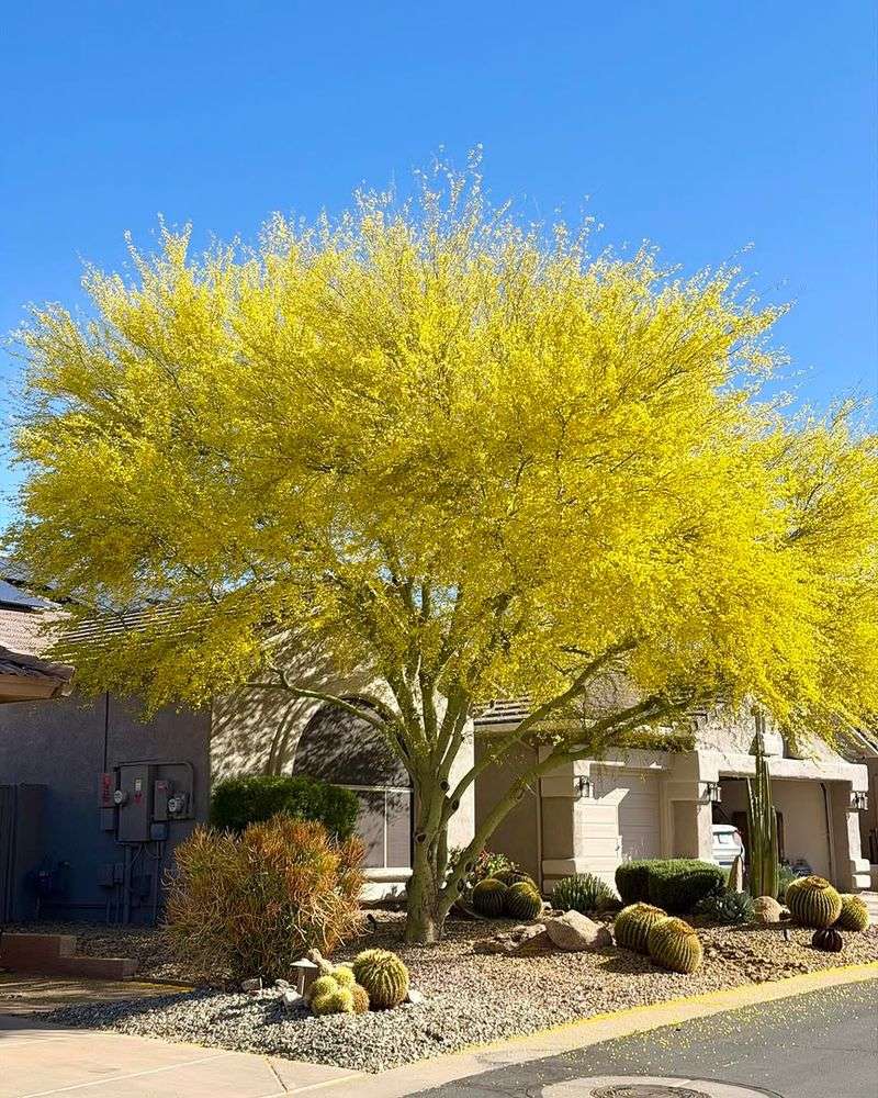 Foothill Palo Verde Brings Bright Color With Easy Growth