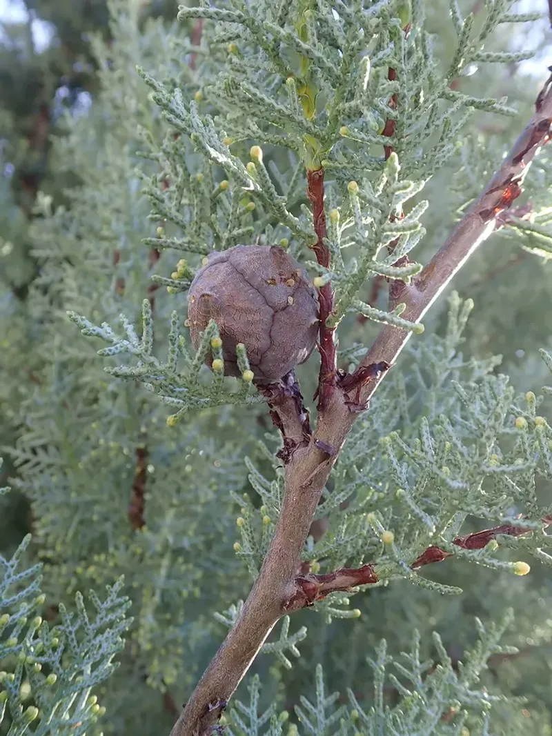 Arizona Cypress Blocks Wind With Thick Evergreen Growth